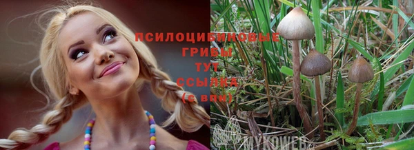 PSILOCYBIN Бородино
